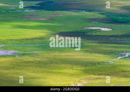 Vista aerea degli animali nell'enorme cratere di Ngorongoro in Tanzania durante la bassa stagione delle piogge. Foto Stock