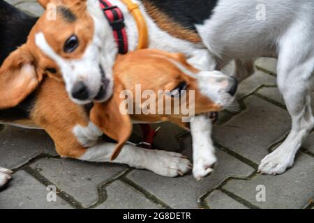 Un paio di cani beagle che giocano nel cortile. Sfocato Foto Stock