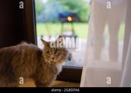 Korat gatto domestico seduto sul pavimento in legno Foto Stock