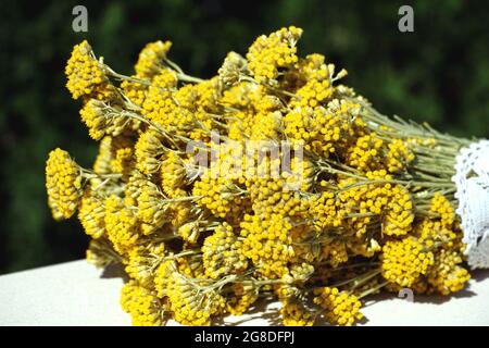 Un bouquet di profumate immortelle gialle in fiore disposte orizzontalmente Foto Stock