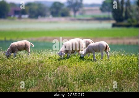 Collezione di animali, pecore giovani e vecchie che pascolano su prati verdi a Schouwen-Duiveland, Zeeland, Paesi Bassi lungo Oosterschelde Foto Stock