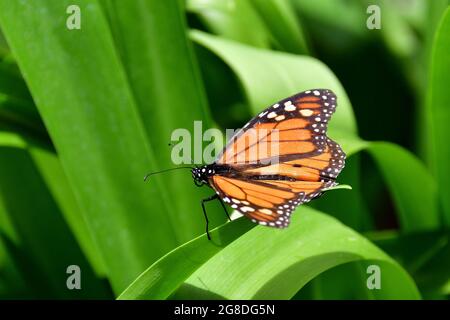 Monarch butterfly, wanderer, Monarchfalter, amerikanische Monarch, Danaus plexippus, pompás királylepke, Madera, Portogallo, Europa Foto Stock