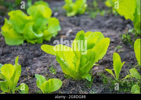 Agricoltura ecologica nei Paesi Bassi, piantagioni di giovani piante di lattuga verde salata, cibo biologico sano dal proprio giardino Foto Stock