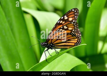 Monarch butterfly, wanderer, Monarchfalter, amerikanische Monarch, Danaus plexippus, pompás királylepke, Madera, Portogallo, Europa Foto Stock