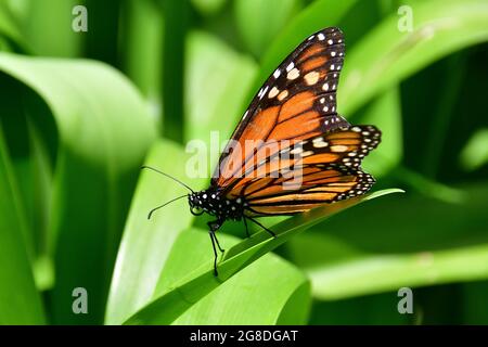 Monarch butterfly, wanderer, Monarchfalter, amerikanische Monarch, Danaus plexippus, pompás királylepke, Madera, Portogallo, Europa Foto Stock