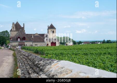 Vigneti di gru e cru di prima qualità con file di piante d'uva pinot nero in Cote de nuits, che producono il famoso vino rosso e bianco della Borgogna Foto Stock