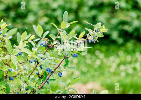 Bacche di miele blu mature che crescono sul ramo verde, foglie con gocce d'acqua dopo la pioggia Foto Stock