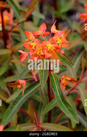 Euphorbia griffithii 'Mixter' che mostra caratteristici grappoli di fiori d'arancio all'inizio dell'estate. Spurge UK 'Mixter' Foto Stock