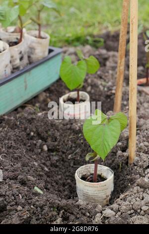 Piantando fagioli francesi. Piantagione di piante di fagioli francesi in arrampicata - Phaseolus vulgaris 'Violet Podded - in vasi di giornali biodegradabili da supporti di canna Foto Stock