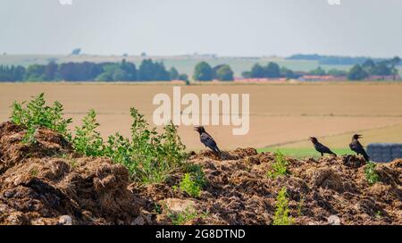 Un omicidio di grandi corvi neri (Corvus) con querce larghe opne per mantenere fresco Foto Stock