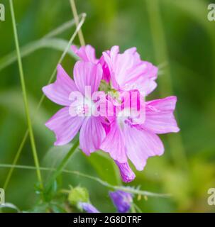 Bella fioritura fiore rosa del mugnaio Musk (Malva moschata) che cresce selvaggio Foto Stock