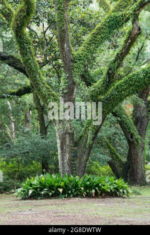 Vivi gli alberi di quercia ricoperti di felce di risurrezione nell'Eden Gardens state Park, Florida, USA Foto Stock