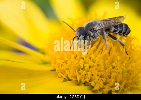 ape a strisce grigie su un fiore giallo che beve nettare e che raccoglie polline Foto Stock