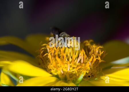 ape a strisce grigie su un fiore giallo che beve nettare e che raccoglie polline Foto Stock