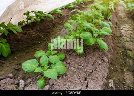 File di giovani cespugli piantagione di patate. Agricoltura e agricoltura. Agroindustria agroalimentare. Coltivazione di patate in tunnel di avvolgimento in plastica all'inizio della primavera. Foto Stock