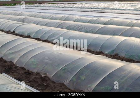 Cespugli di patate in una piantagione di fattoria coperta sotto filari di tunnel di pellicola di plastica agricola. Creare un effetto serra. Climatizzazione su campo agricolo. GRO Foto Stock