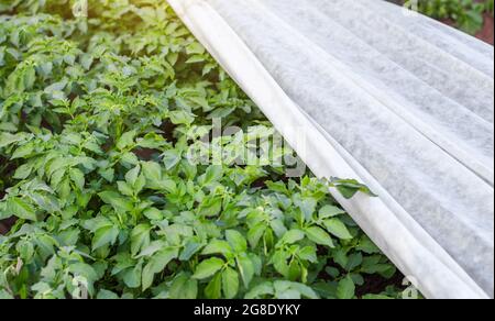 Piantagione di patate ricoperta di agrofibra. Apertura di giovani cespugli di patate mentre si riscalda. Indurimento di piante in primavera. Agroindustria, agricoltura. Verde Foto Stock