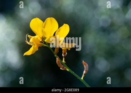 Ginestra comune in fiore, Cytisus scoparius, Genista Scoparia Foto Stock