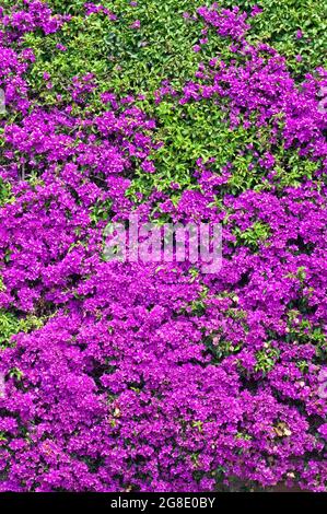 Italia, Liguria, Alassio, margine di Bouganville Foto Stock