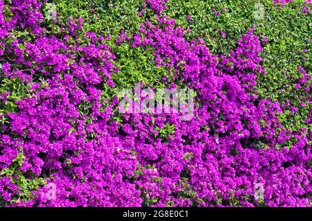 Italia, Liguria, Alassio, margine di Bouganville Foto Stock