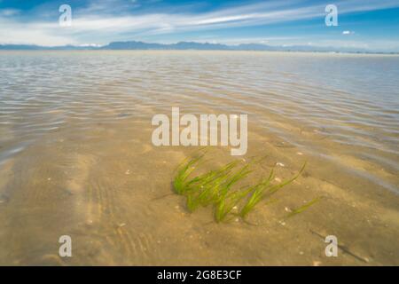 La zona di erba cipollina cresce sulle rive fangose del delta del fiume Fraser, nella città metropolitana di Vancouver, BC, Canada.» Foto Stock