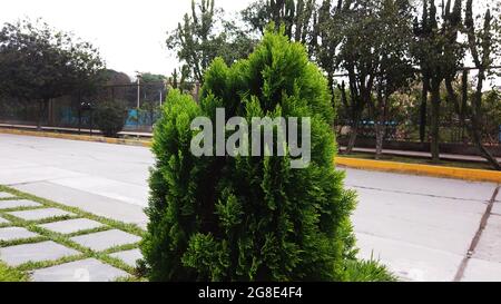 ÁRBOL, ARBUSTO, TRONTO DE ÁRBOL, ALBERO Foto Stock