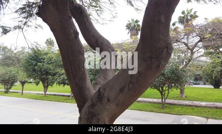 ÁRBOL, ARBUSTO, TRONTO DE ÁRBOL, ALBERO Foto Stock