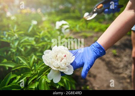 Casalinga che usa cesoie da giardino per potatura di ramo Foto Stock