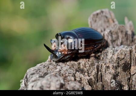 Il scarabeo europeo di rinoceronte (Oryctes nasicornis) che porta parassiti sulla sua testa, vicino a Kresna, Bulgaria Foto Stock