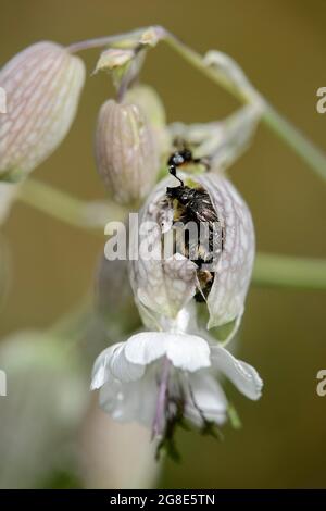 Oxythyrea funesta (Oxythyrea funesta) commits fiore scoppiare su alghe comuni morendo aprire il fiore per raggiungere il polline più facilmente, Vallese Foto Stock