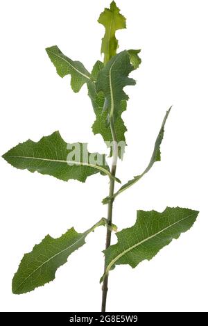 Foglie di squalo lattuga (Cucullia lactucae) su sfondo bianco, studio shot, Germania Foto Stock