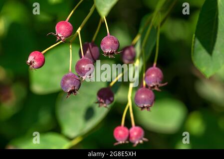 Frutti maturi del mespilus innevato (Amelanchier ovalis), Baviera, Germania Foto Stock