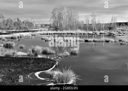 Laghetto coperto di ghiaccio con rampate (Schoenoplectus lacustris) in paesaggio mire, Grundbeckenmoor vicino Raubling, Scharzweiss foto Baviera, Germania Foto Stock