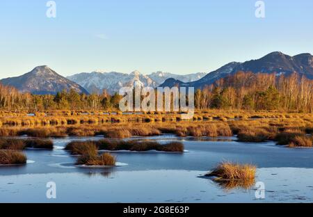 Acqua superficie ghiacciata in moor paesaggio con birches betulla Downy (Betula pubescens) e pini SCOTS (Pinus sylvestris) pino, nella parte posteriore innevata Foto Stock