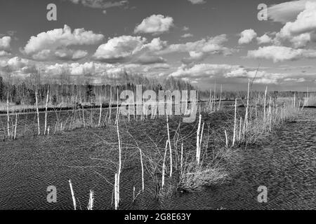 Alberi morti di betulla (Betula pubescens) in una zona umida di taglio torba in un paesaggio di moor, Grundbeckenmoor vicino Raubling, Scharzweiss foto Baviera, Germania Foto Stock