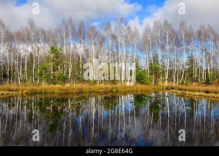 Birch boschetto di betulla (Betula pubescens) presso laghetto della torbiera, Grundbeckenmoor Raubling, Baviera, Germania Foto Stock