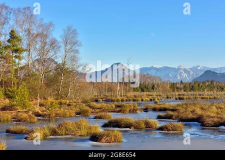 Acqua superficie ghiacciata, in moor paesaggio con Birches betulla Downy (Betula pubescens) e pini SCOTS (Pinus sylvestris) pino, sullo sfondo Foto Stock
