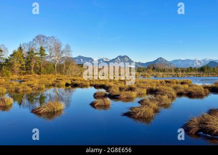 Acqua superficie in moor paesaggio con birches betulla Downy (Betula pubescens) e pini Scots (Pinus sylvestris) pino, sullo sfondo innevato Foto Stock