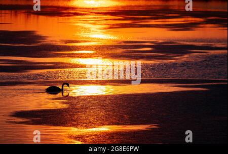 Mute Swans (Cygnus olor), Mute Swan su mezzo lago ghiacciato, tramonto, retroilluminazione, Berlino, Germania Foto Stock