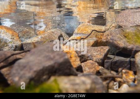 Il salmone Sockeye si nasconde in acque poco profonde. Foto Stock