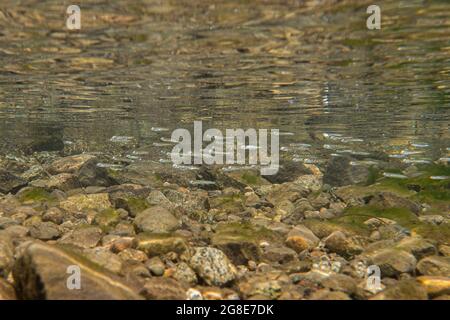 Il salmone Sockeye si sbottina in acque poco profonde mentre si migrano verso l'oceano aperto. Foto Stock