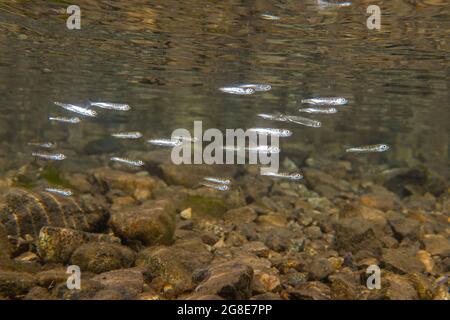Salmone giovane sockeye selvatico in acque poco profonde. Foto Stock