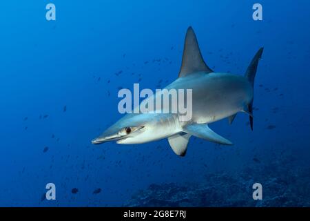 Testa di Hammerhead (Sphyrna lewini), nuoto sopra la barriera corallina, Mar Rosso, Dedalus Reef, Egitto Foto Stock