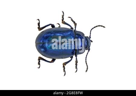 Blu foglia di menta Beetle Cielo foglia blu (Chrysolina coerulans), Germania Foto Stock