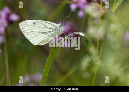 Bianco venato verde (Pieris napi), su lama d'erba, Assia, Germania Foto Stock