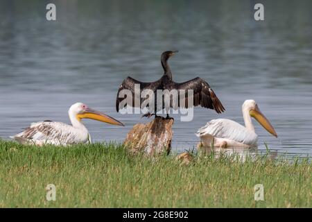 Cormorano (Phalacrocoracidae) e Pellicano dalmata (Pelecanus crispus) al Lago Kerkini, Macedonia, Grecia Foto Stock