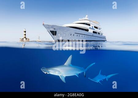 Due, scaloppato Hammerhead (Sphyrna lewini) Shark, Immersioni, Liveaboard MS Seven Seas, anche MS Seven7Seas, Faro, Mar Rosso, Isola di Daedalus Foto Stock