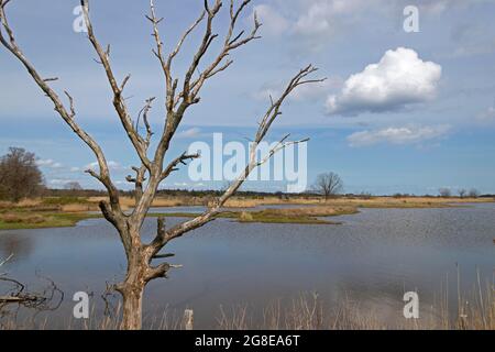 Waterlogging controllato, riserva naturale di Geltinger Birk, Geltinger bight, Schleswig-Holstein, Germania Foto Stock