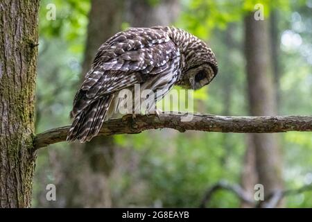 Northern Barred Owl (Strix varia), conosciuto anche come Hoot Owl, alla ricerca di preda nelle North Georgia Mountains al Vogel state Park. (STATI UNITI) Foto Stock