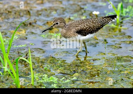 Un sanspiper solitario 'Tringa solitariaa', che forge in una zona paludosa presso la passerella dei castori in Hinton Alberta Canada. Foto Stock